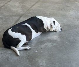 Die Garagenschätze des Herrn S. 11