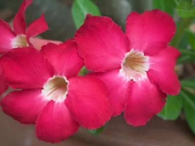 thumb_IMG_3452_1024
